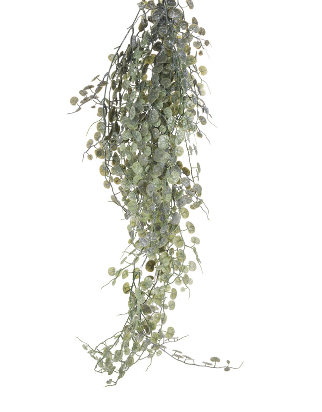 Med HG Saxifraga