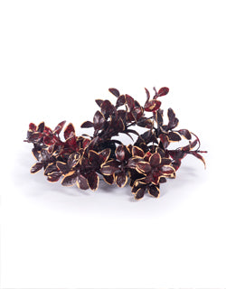 1" Privet LT CR Brown