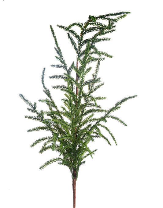 36" Austrian Pine Spruce