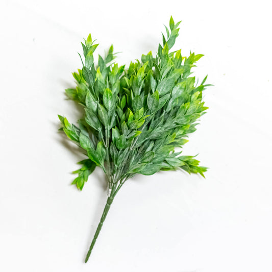 Ruscus
